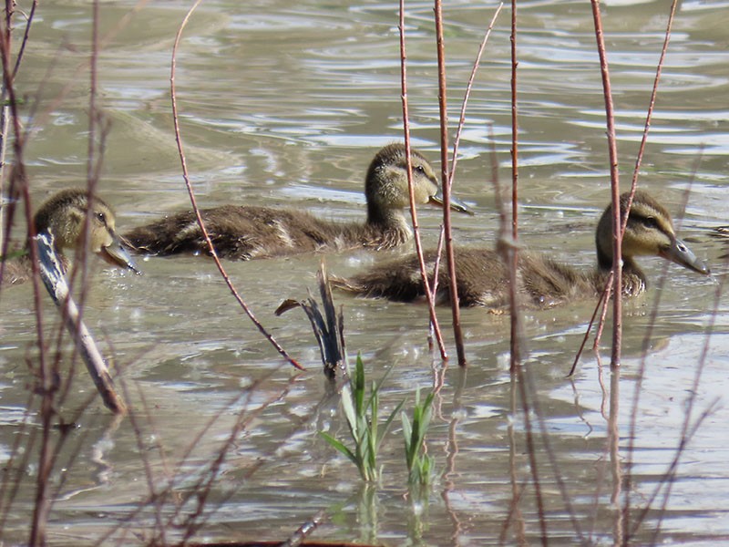 Mallard - Karen Lebing