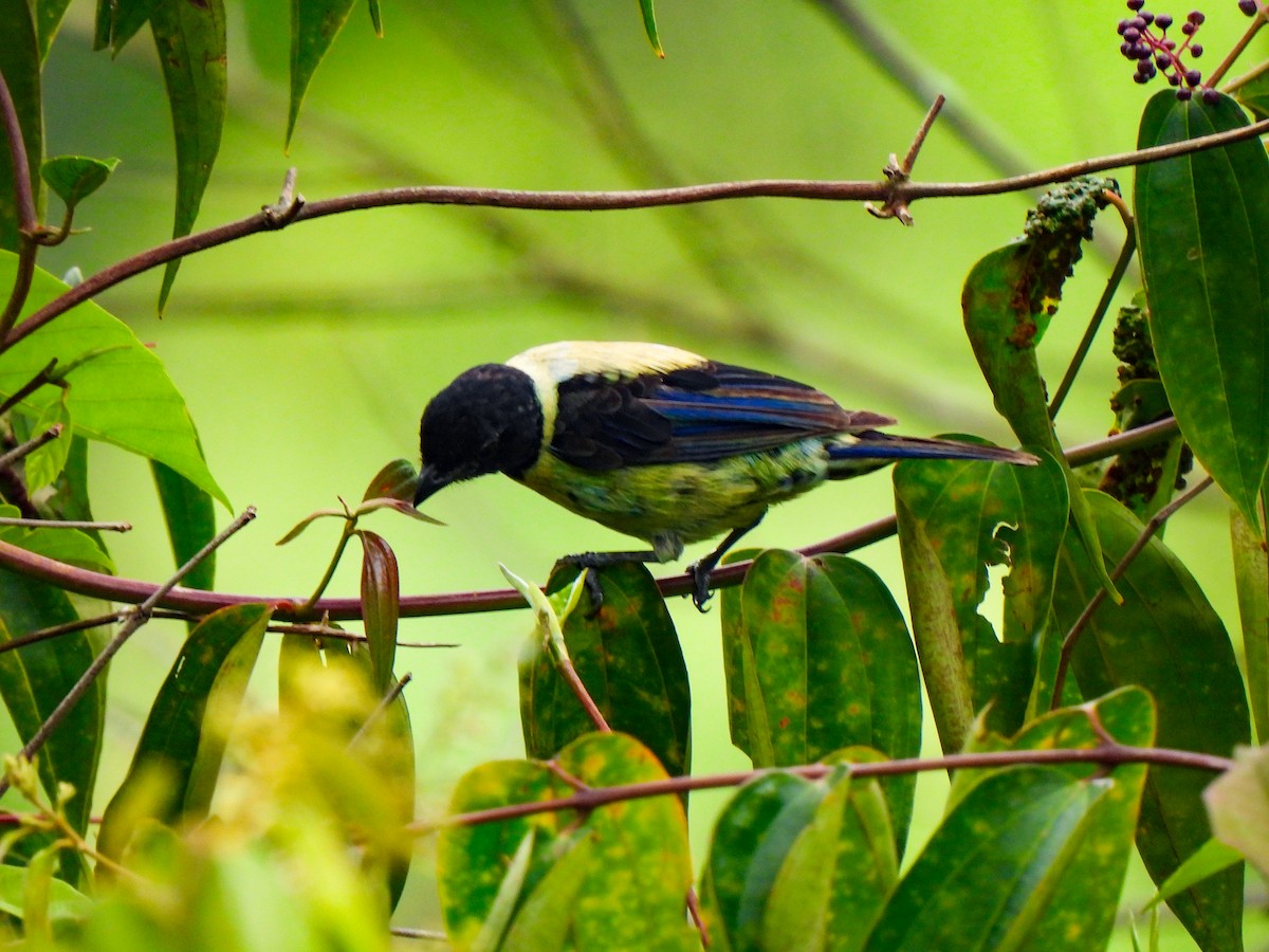 Black-headed Tanager - ML620075059
