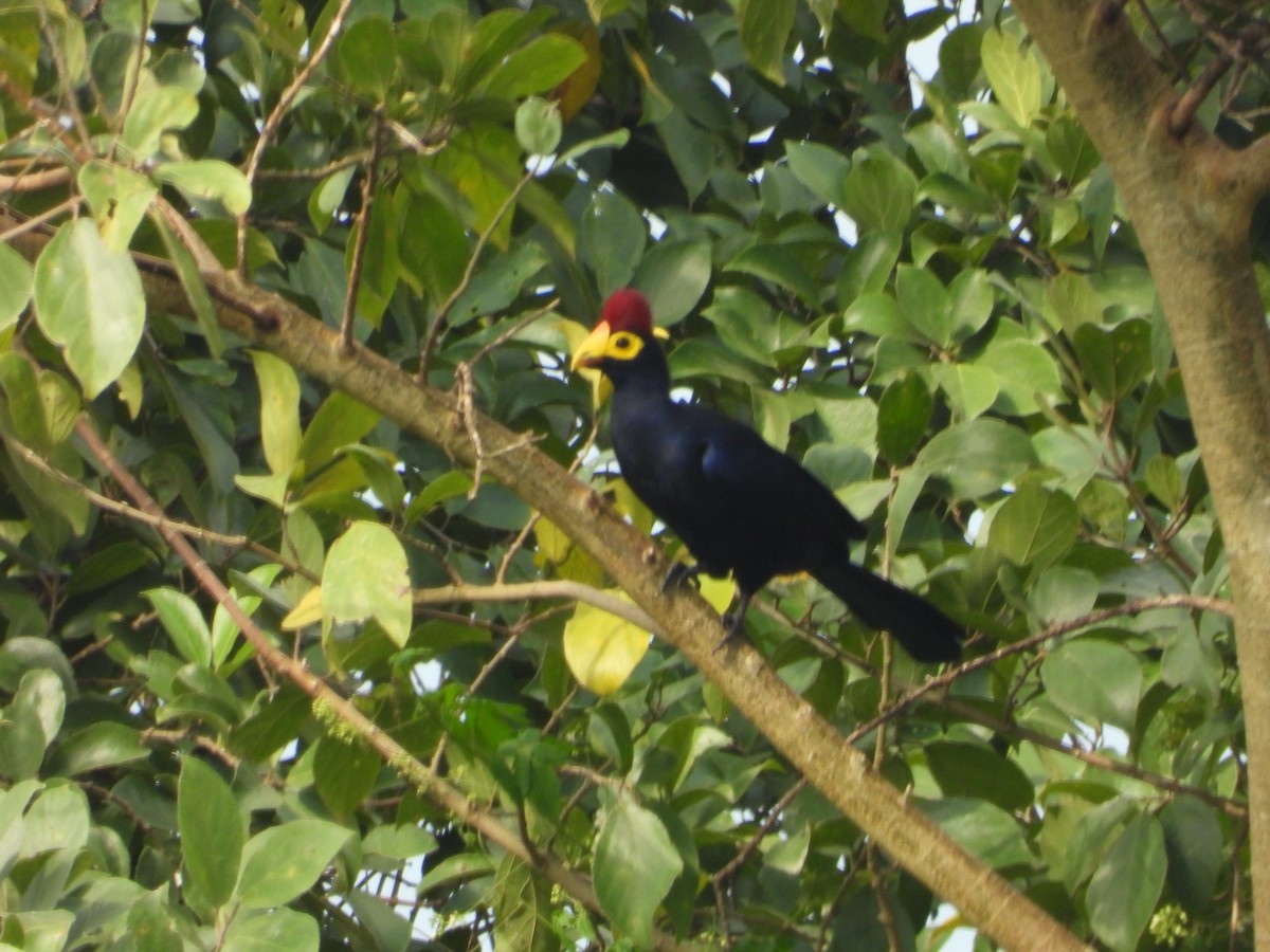 Turaco de Ross - ML620075062