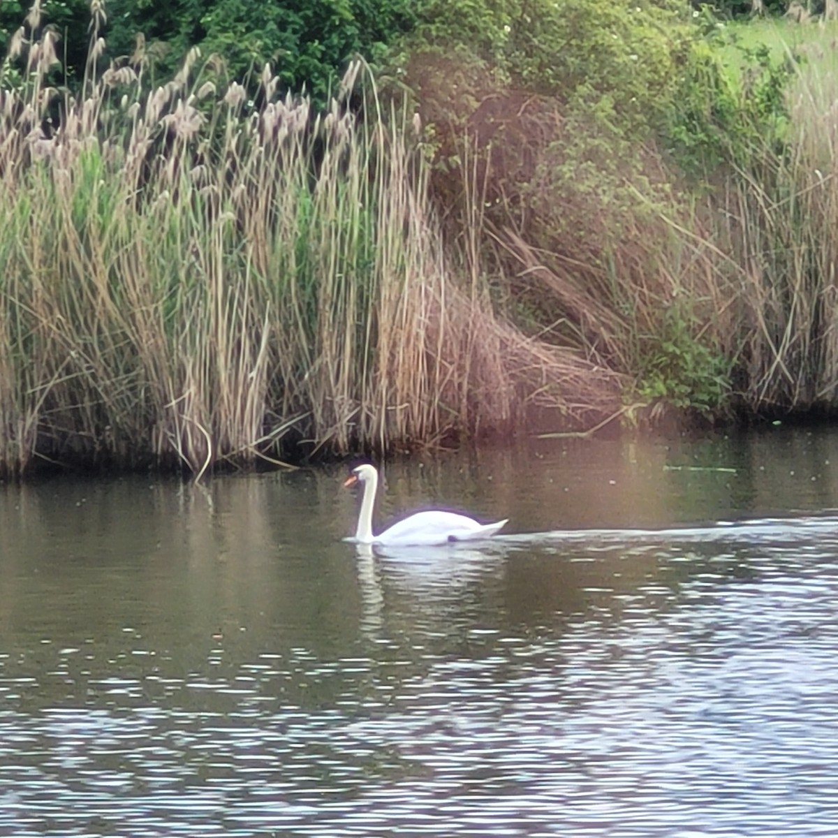 Mute Swan - ML620075071