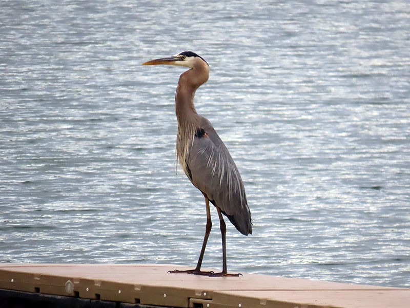 Great Blue Heron (Great Blue) - ML620075072