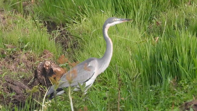 Black-headed Heron - ML620075074