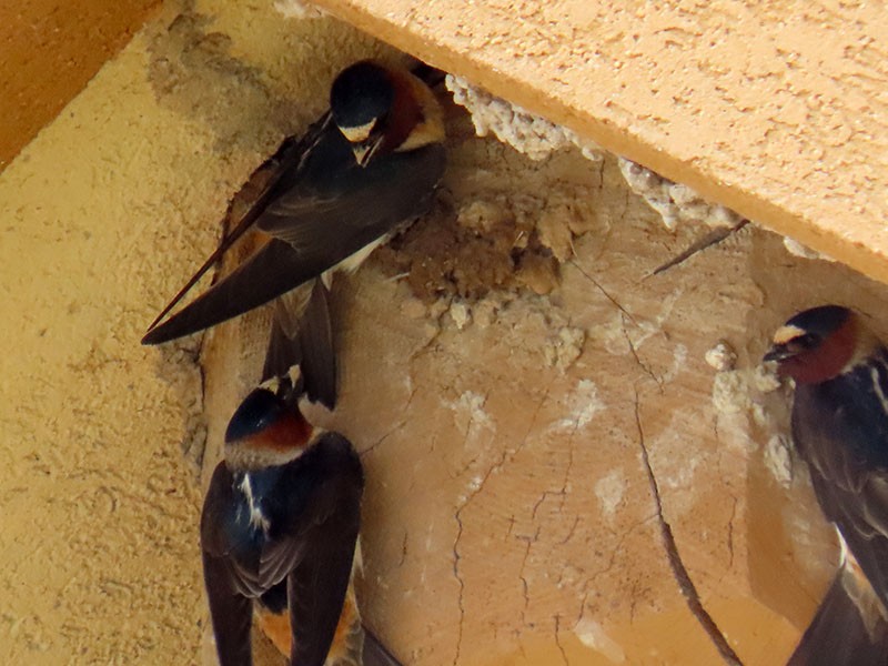 Cliff Swallow - ML620075076