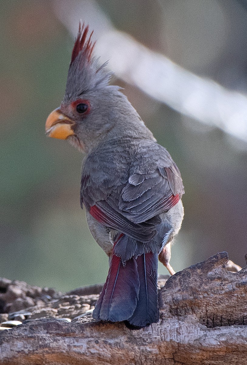 Попугаевый кардинал - ML620075087