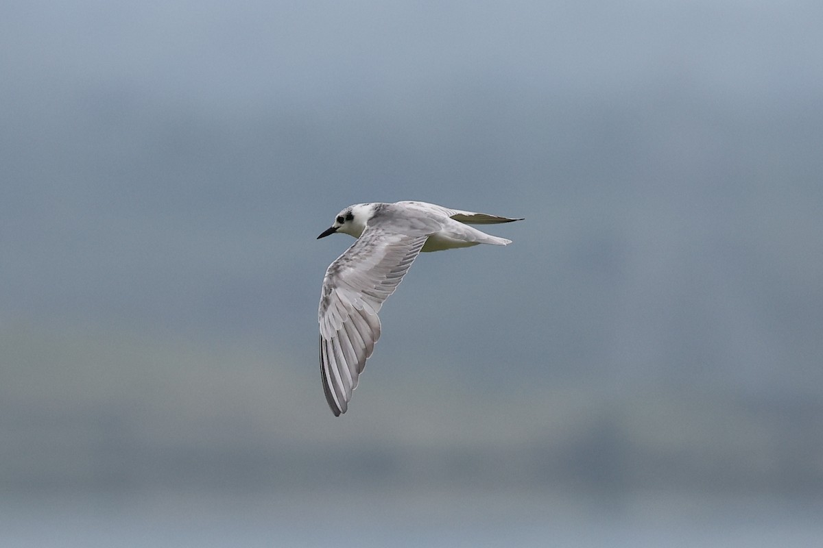 White-winged Tern - ML620075107