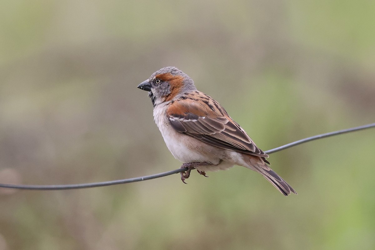 Kenya Rufous Sparrow - ML620075121