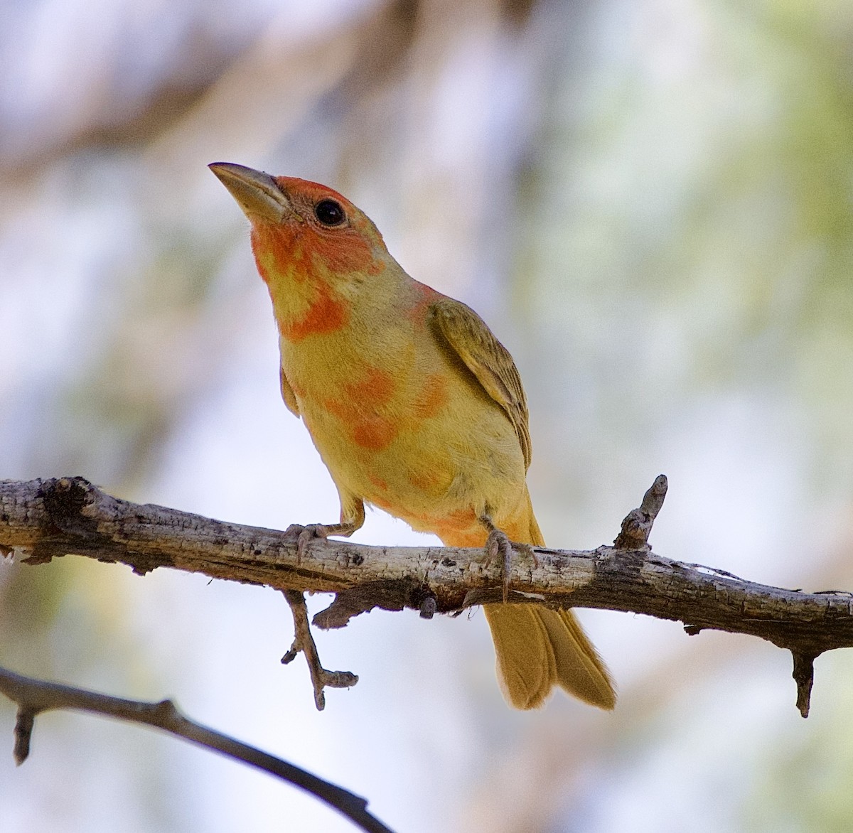 Summer Tanager - ML620075143