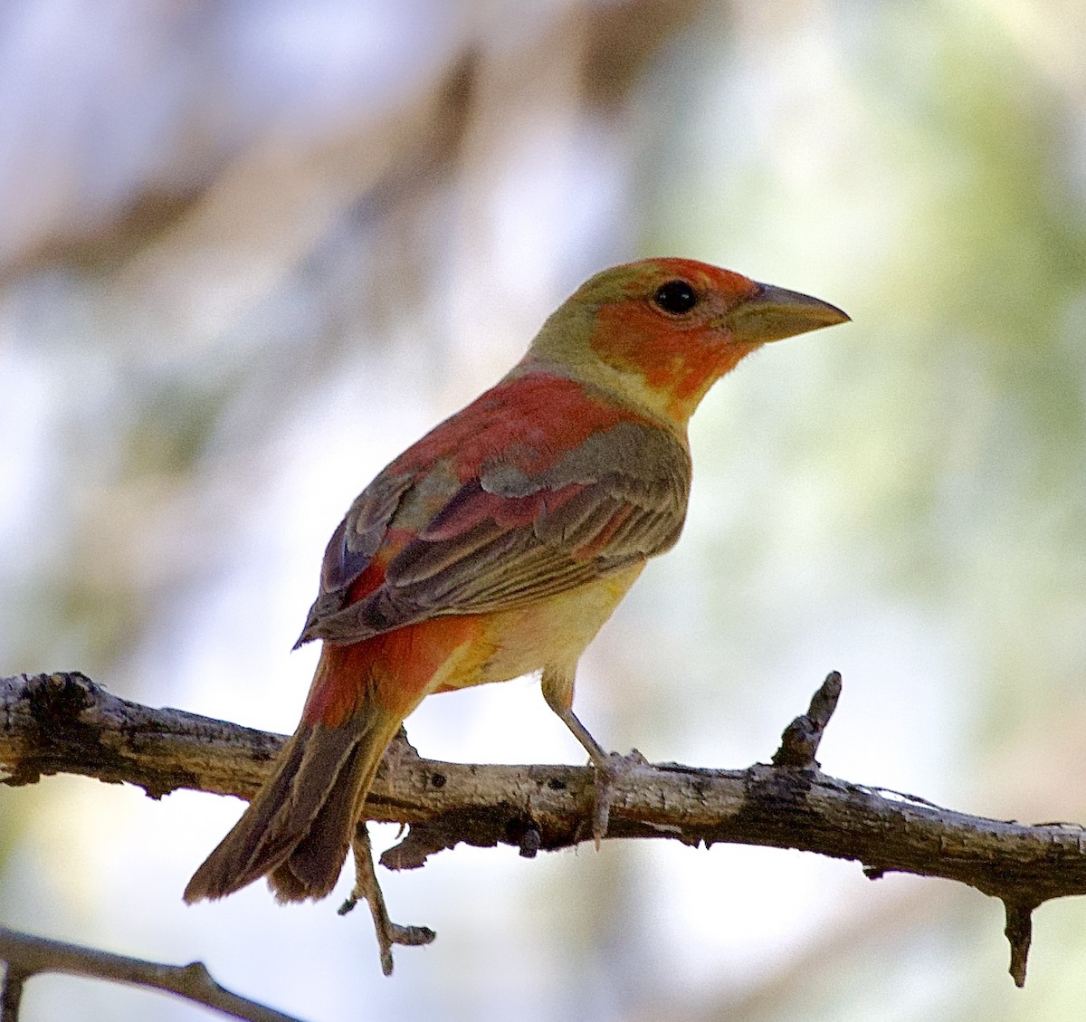 Summer Tanager - ML620075150