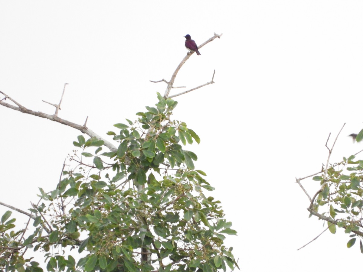 Violet-backed Starling - ML620075153