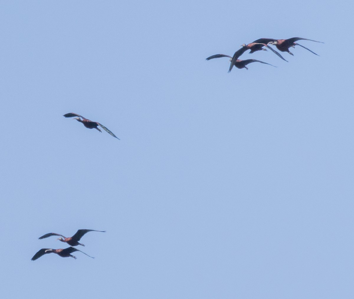 ibis hnědý - ML620075154