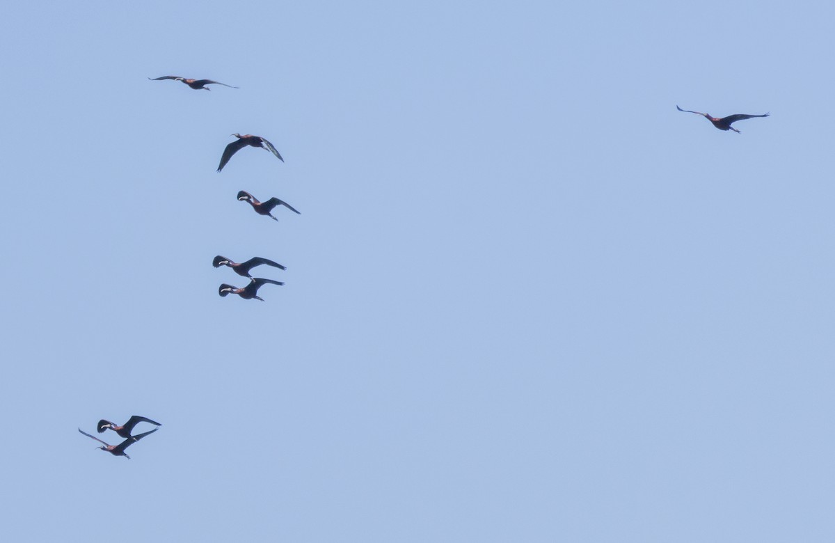 ibis hnědý - ML620075156