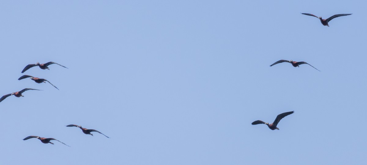 ibis hnědý - ML620075157