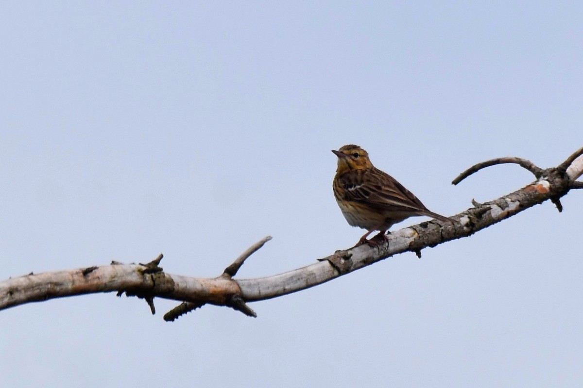 Tree Pipit - ML620075169