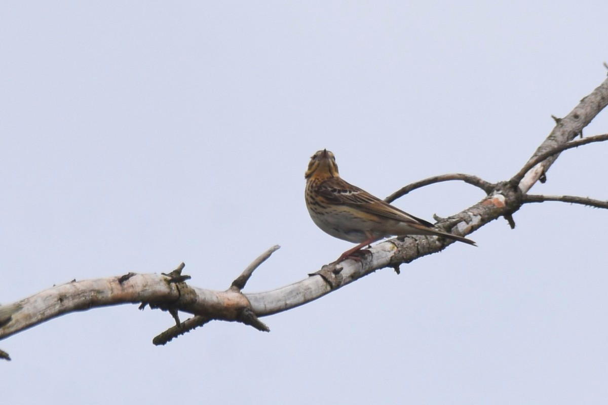 Tree Pipit - Lukasz Pulawski