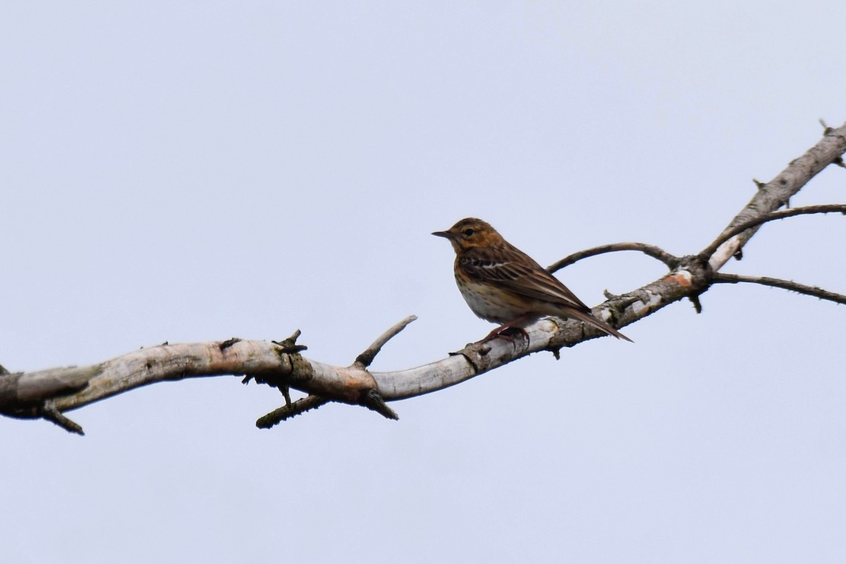 Tree Pipit - ML620075171