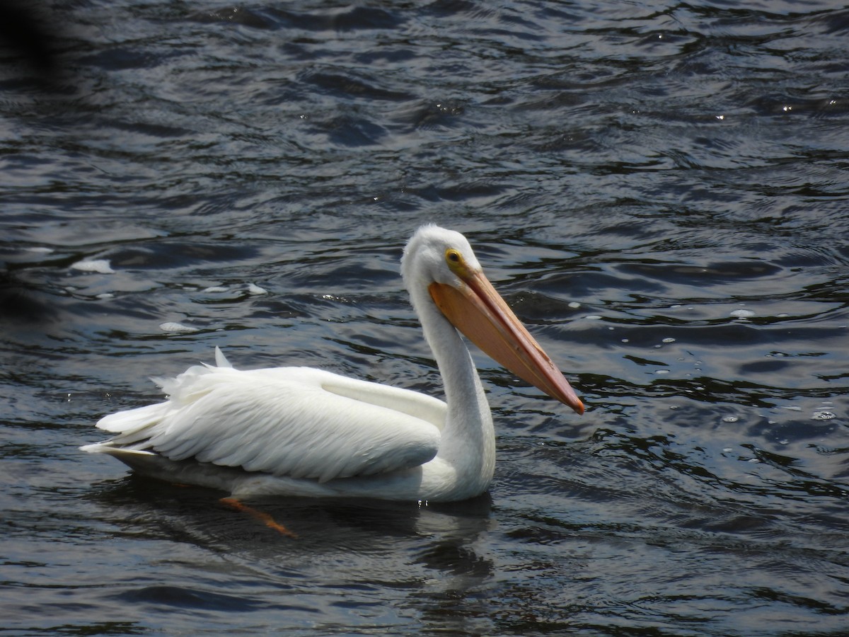 American White Pelican - Claire Bélanger