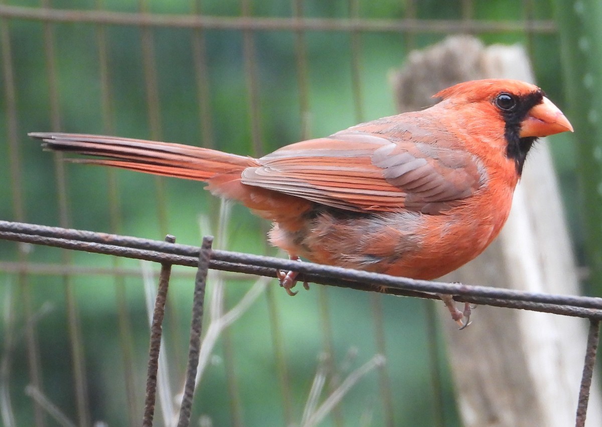 Northern Cardinal - ML620075195