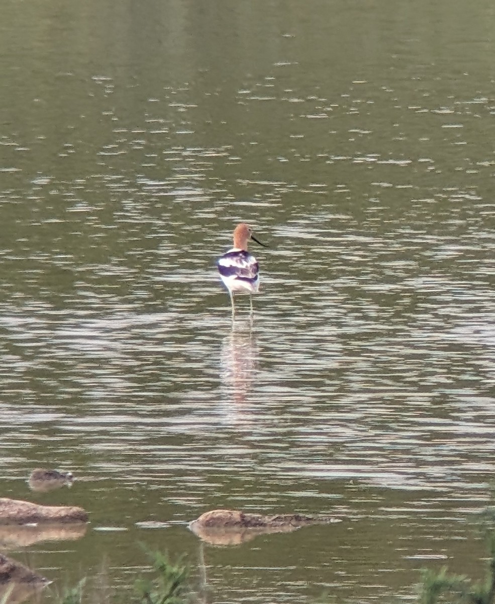 American Avocet - ML620075212