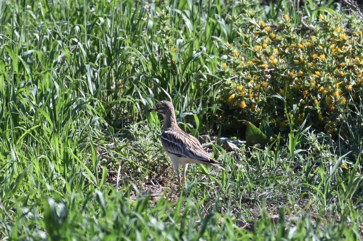 Eurasian Thick-knee - Anonymous