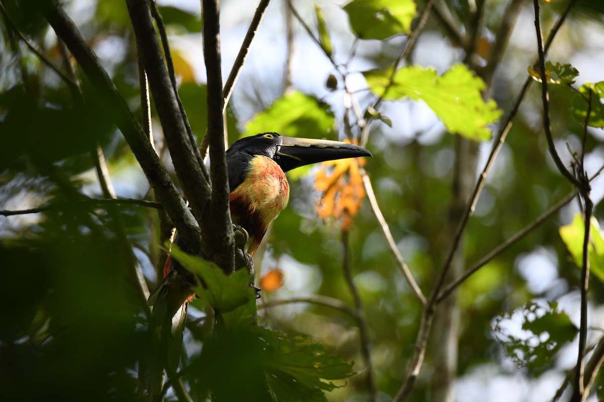 Collared Aracari (Collared) - ML620075280