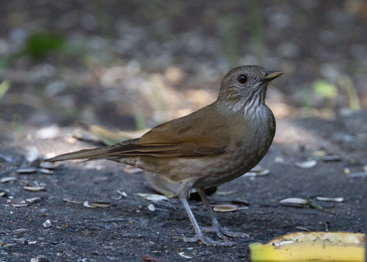 Pale-breasted Thrush - ML620075282