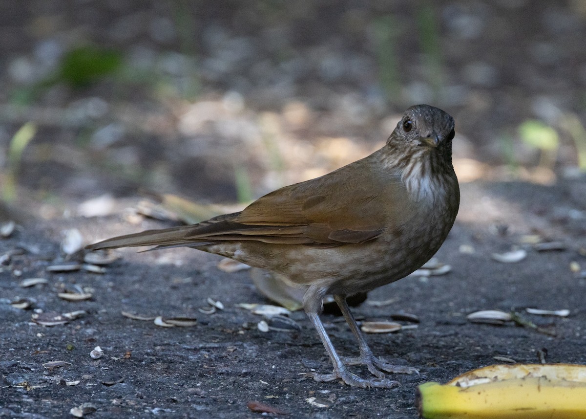 Pale-breasted Thrush - ML620075283
