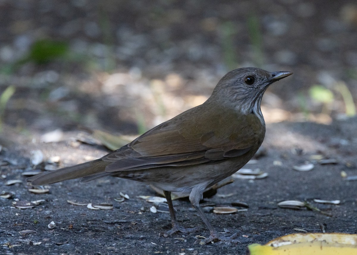 Pale-breasted Thrush - ML620075284