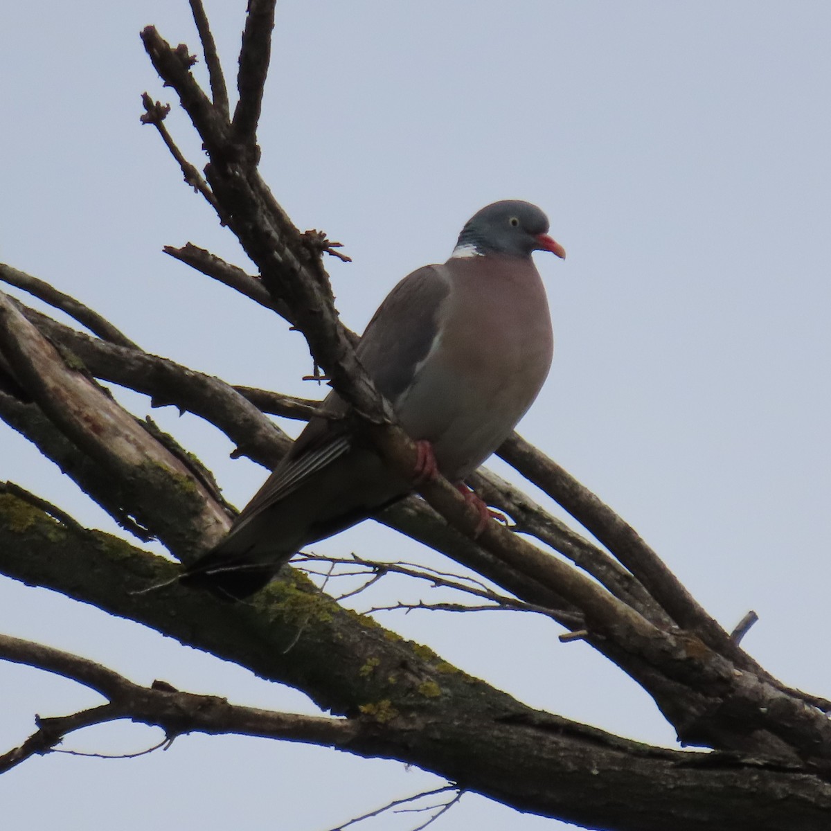 Common Wood-Pigeon - ML620075292