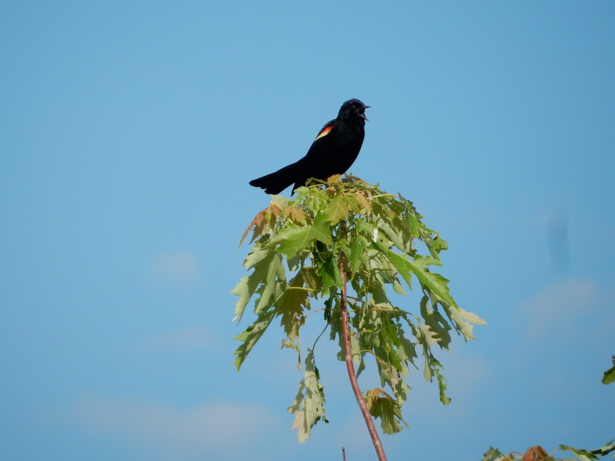 Red-winged Blackbird - ML620075309