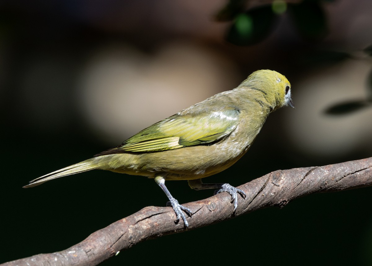 Palm Tanager - ML620075314