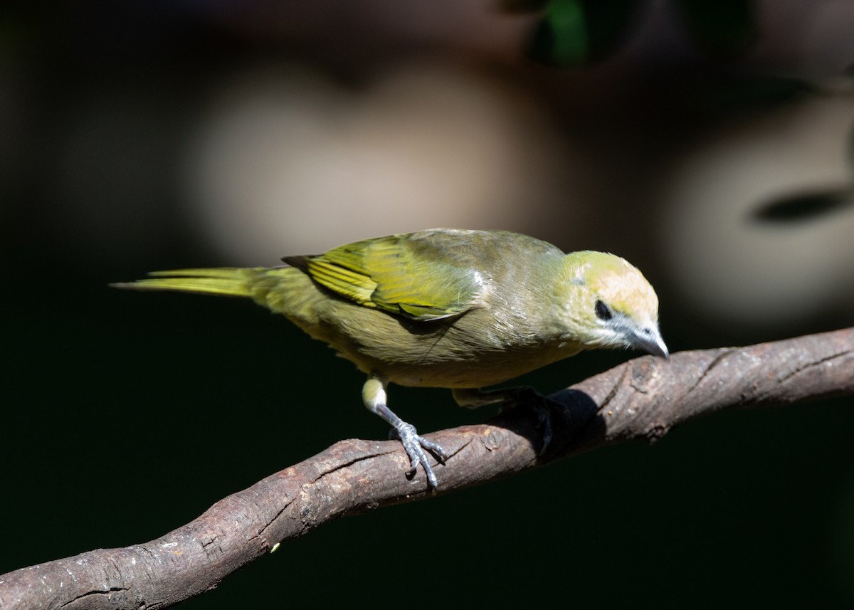 Palm Tanager - ML620075315