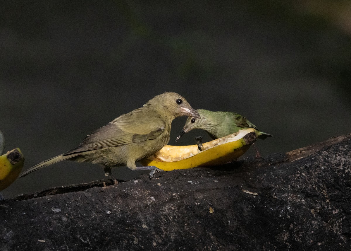 Palm Tanager - ML620075318
