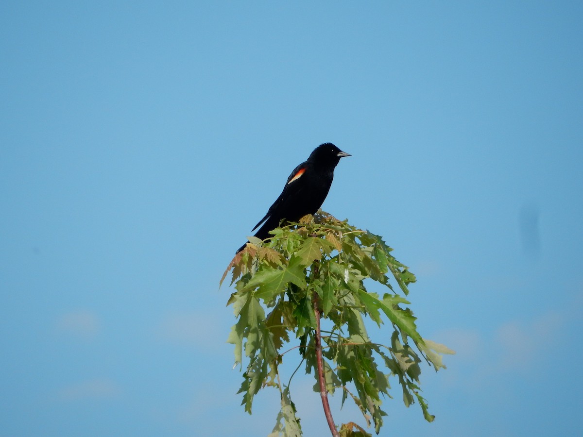 Red-winged Blackbird - ML620075320