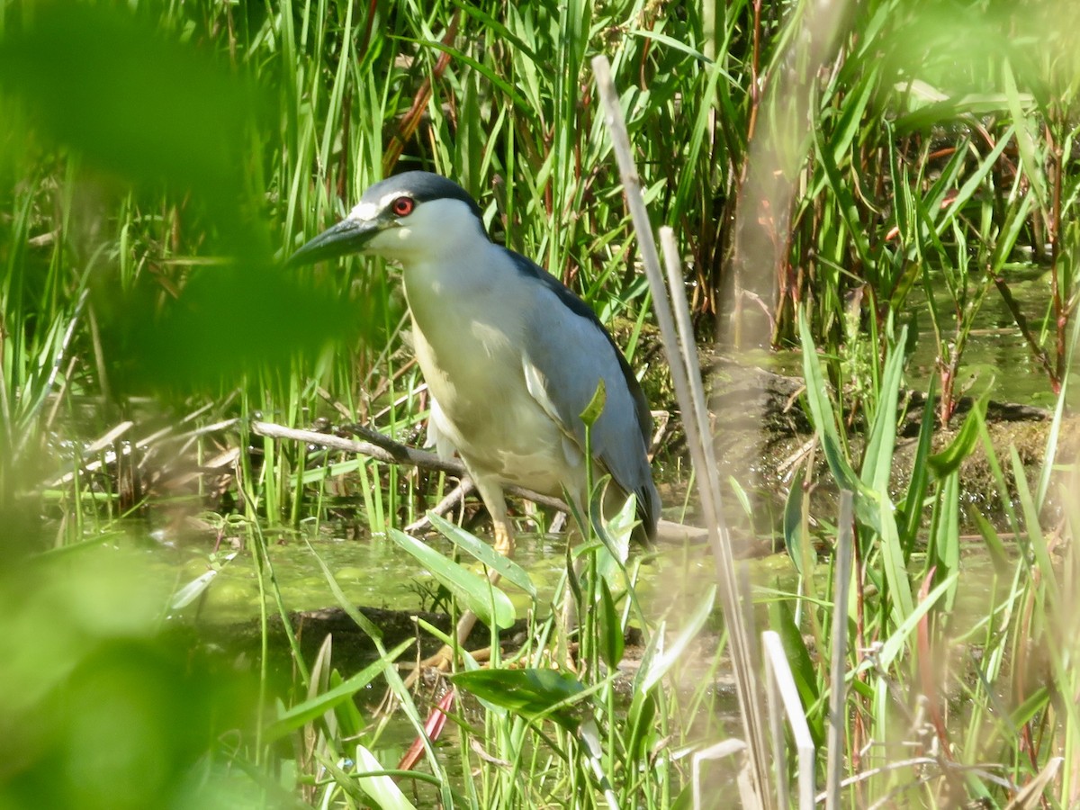 Black-crowned Night Heron - ML620075322