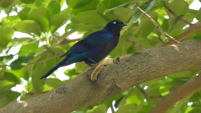 Splendid Starling - ML620075331