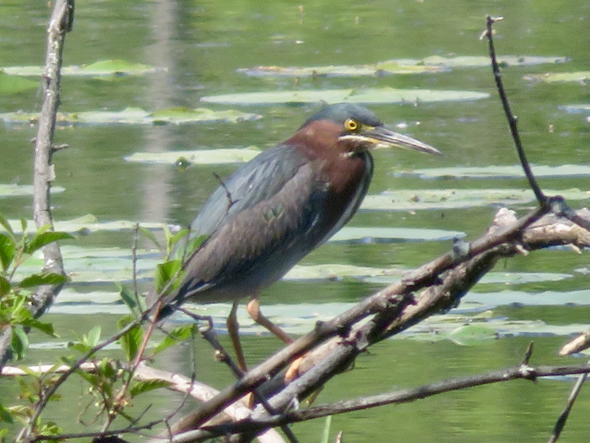 Green Heron - ML620075332