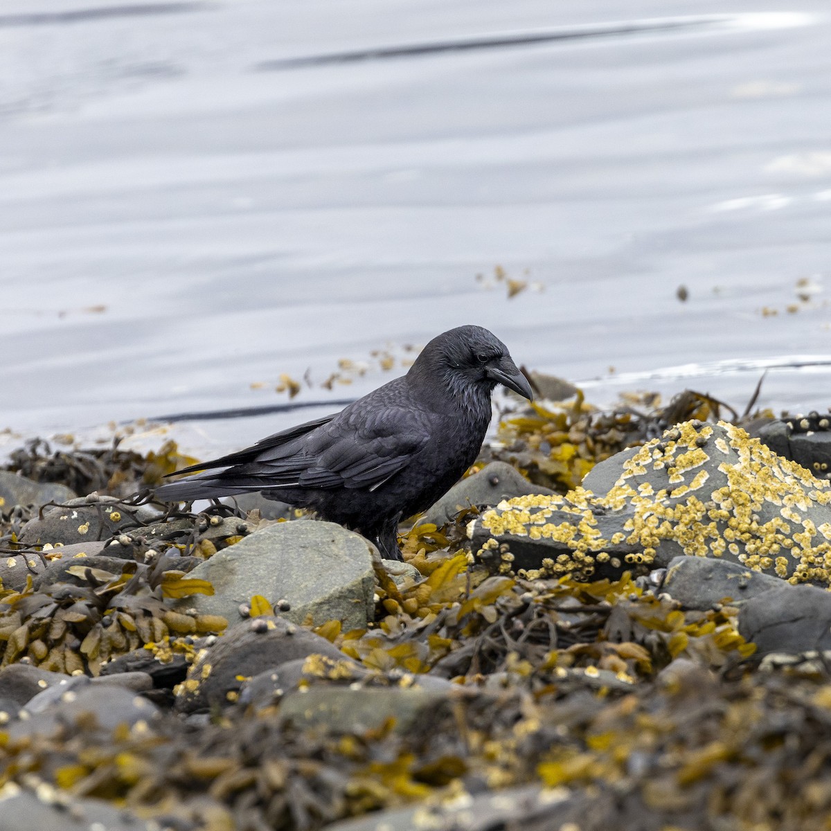 American Crow - ML620075356