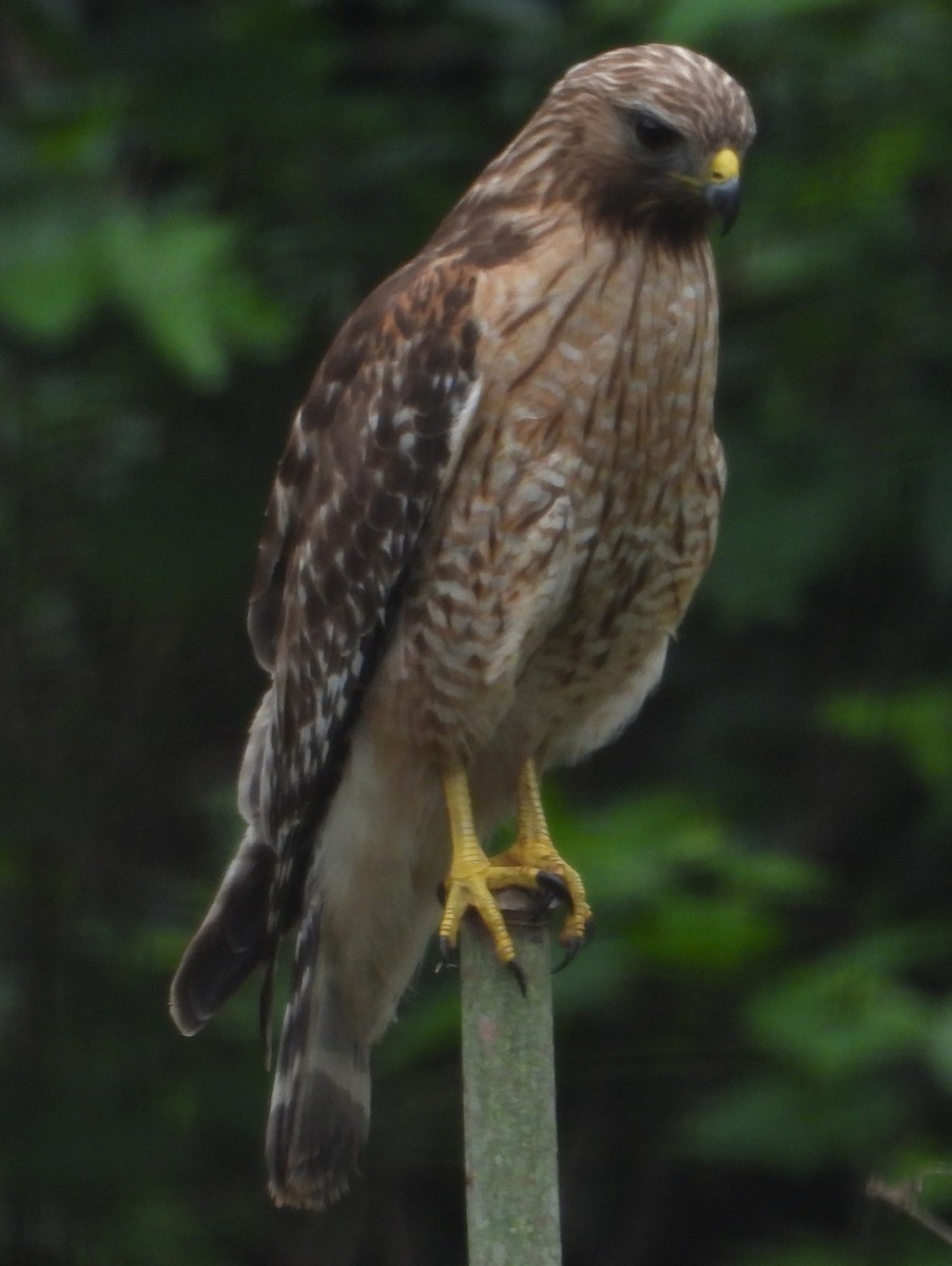 Red-shouldered Hawk - Eric R