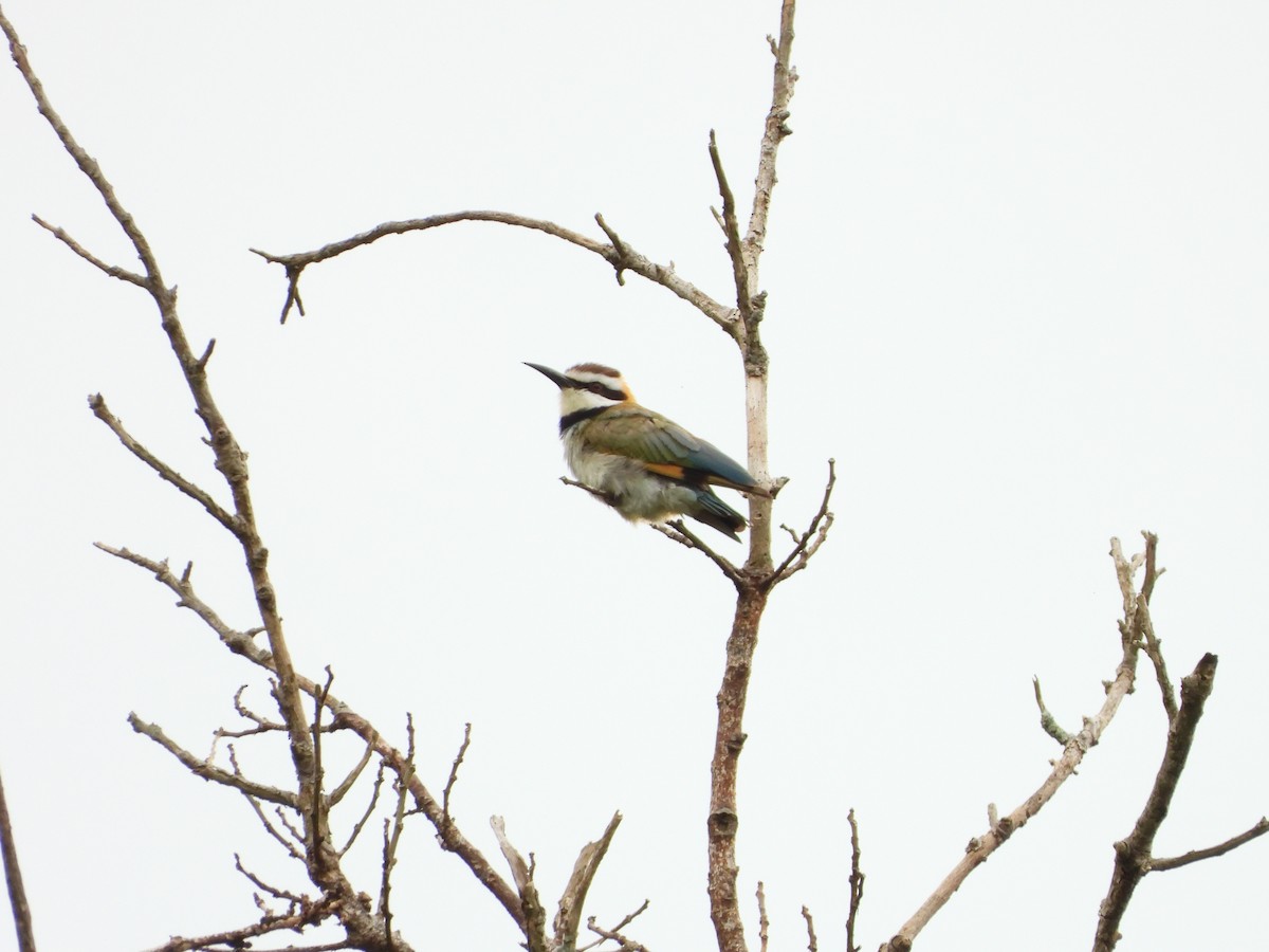 White-throated Bee-eater - ML620075359