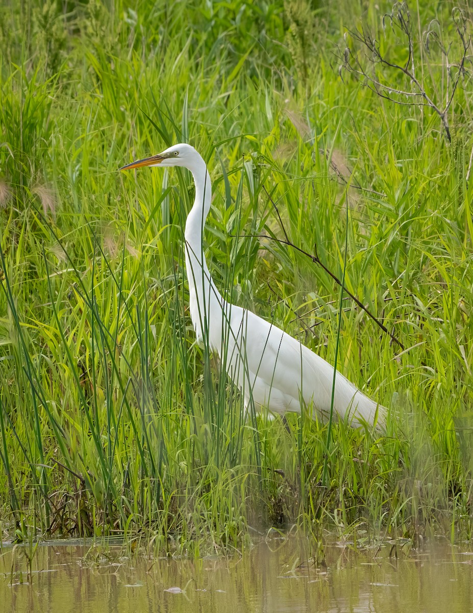 Great Egret - ML620075363