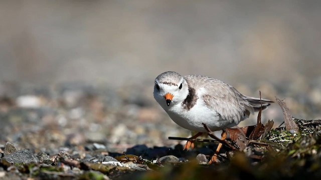Piping Plover - ML620075381