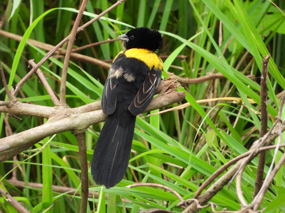 Yellow-mantled Widowbird - ML620075394