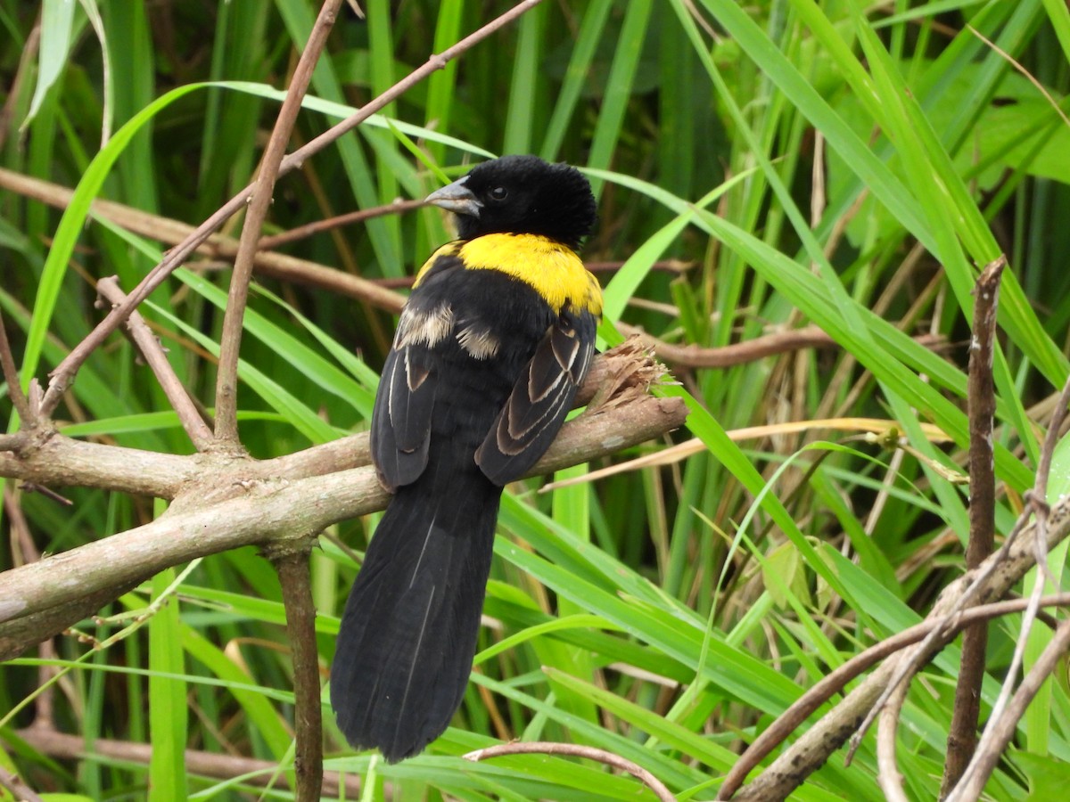 Yellow-mantled Widowbird - ML620075395