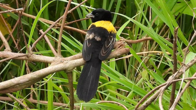 Yellow-mantled Widowbird - ML620075398
