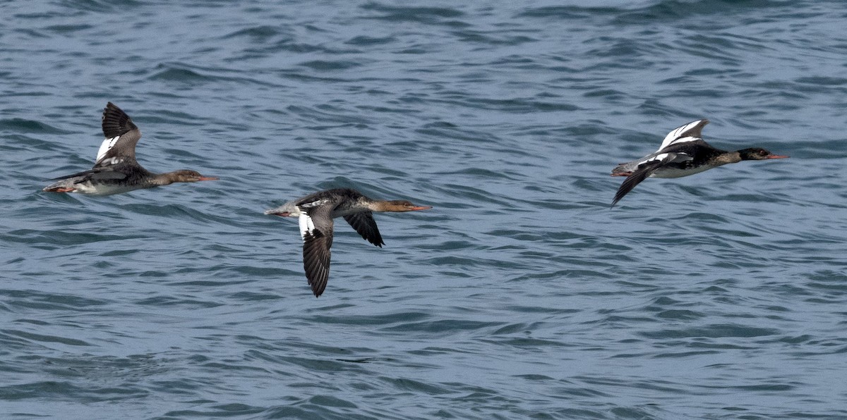 Red-breasted Merganser - ML620075401