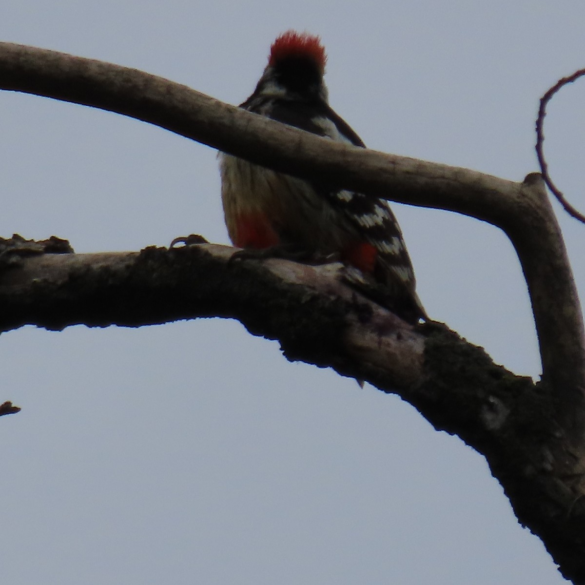 Syrian Woodpecker - ML620075408