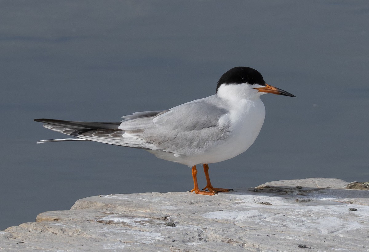 Forster's Tern - ML620075414