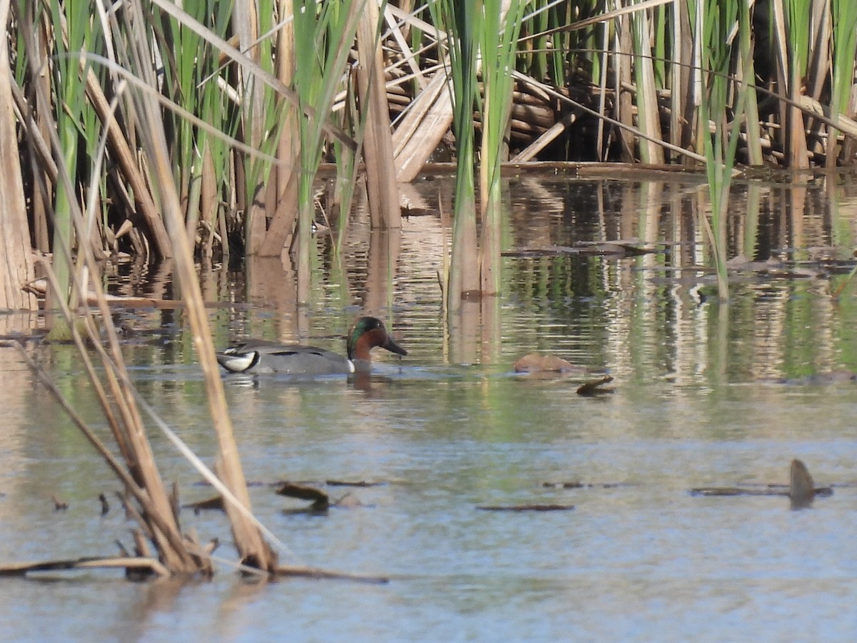 Green-winged Teal - ML620075419