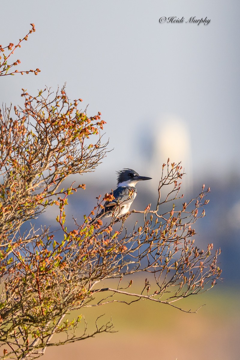 Belted Kingfisher - ML620075426