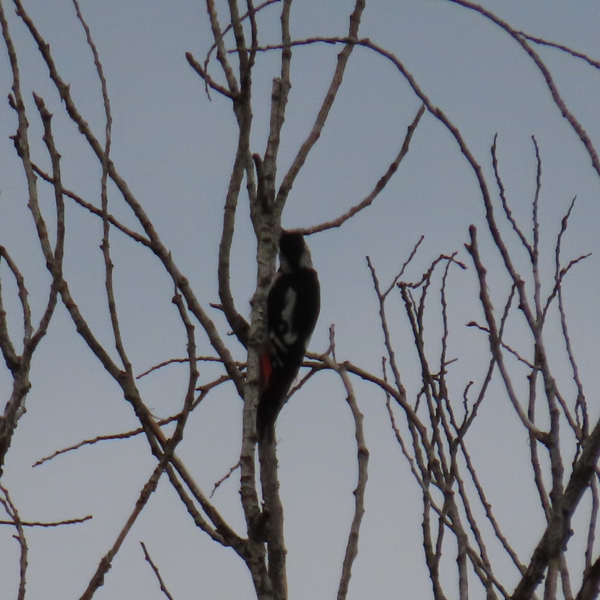 Syrian Woodpecker - ML620075452